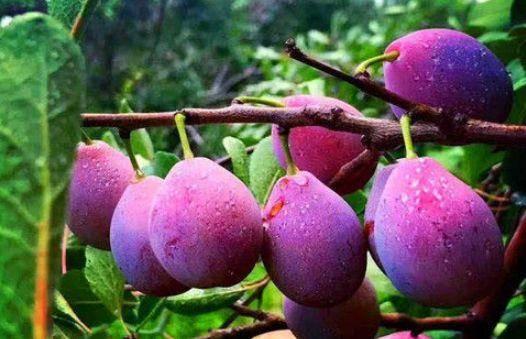 娱乐吃瓜少女西梅拿铁,娱乐吃瓜少女的趣味生活揭秘 第1张 娱乐吃瓜少女西梅拿铁,娱乐吃瓜少女的趣味生活揭秘 第1张